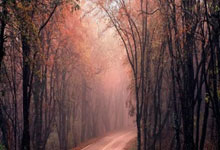 馬夏爾轟入英超第62球 排法國籍英超球員第七.